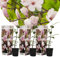 Plant in a Box - Magnolia Soulangea - Set di 3 - Ampio arbusto/piccolo albero Resistente all'inverno - Fiori Rosa - Vaso 9cm - Altezza 25-40cm