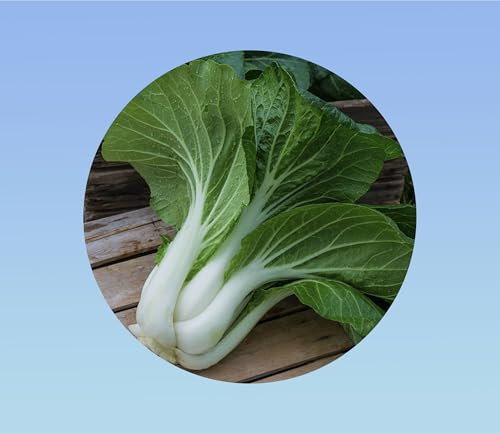 300 graines de chou chinois - pak choï - jardin - potager - bok choy
