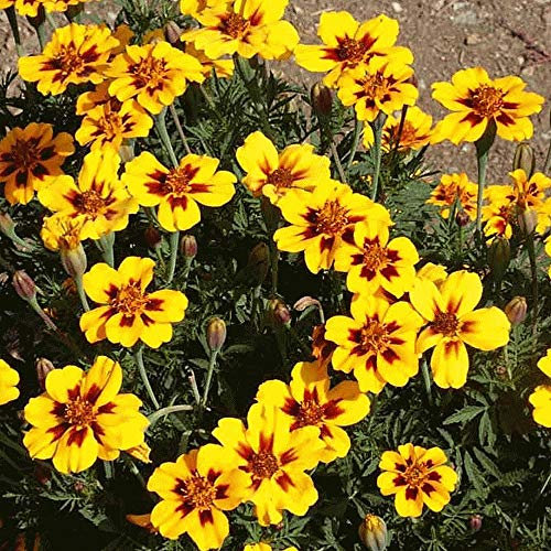 100 Marigold Tagetes Patula French Dainty Marietta Seeds - 100 Seeds