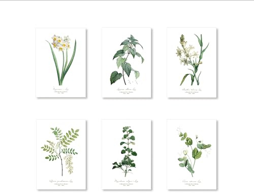 Readyprint Juego de 6 impresiones de tablas botánicas antiguas, medidas 13 x 18 cm, cuadros decorativos vintage de cartón patinado (no marcos)