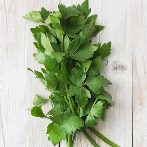 Semi di levistico - aromatiche biologici copertura del terreno, perenne semi di medicinali 150pcs