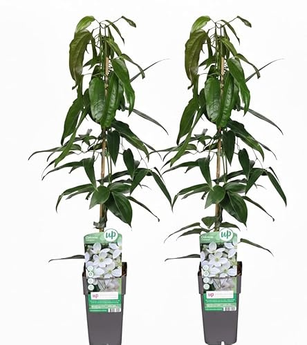 Clematis Armandii Bianca, Pianta Rampicante con Fiori Bianchi 2 piante