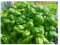 Semillas de albahaca dulce - Ocimum basilicum