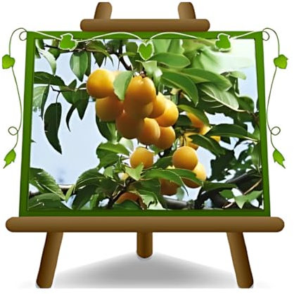 Prune Shiro (Goutte d'or)- Plante fruitière vieux sur pot 20 greffé Porte-greffe myrobolan - arbre 170 cm - 2 ans