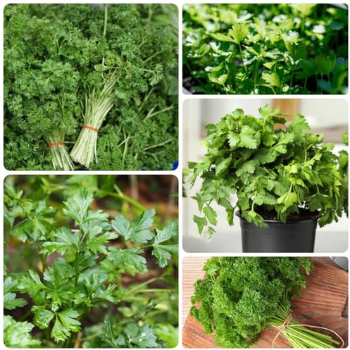 Semi di prezzemolo, selvatiche semi di culinarie semi di microgreens 1000pcs