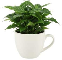 Planta del Café (Coffea Arabica) Natural Regalo Verde DECOALIVE