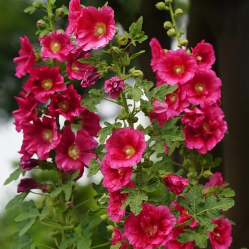 Semi di malvarosa, Le da giardino sono perenni resistenti Alcea rosea, malvarosa, per luoghi soleggiati autunnali resistenti 100pcs