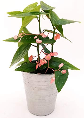POWERS TO FLOWERS -BEGONIA TAMAYA, CORALLINA, TAMAIA, IN VASO CERAMICA ARGENTO, pianta vera