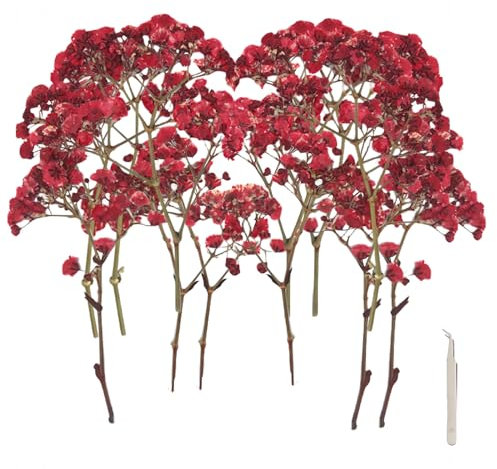 SUNOYA Naturale Gypsophila Fiori, Secchi Bambino Soffiare Fiori, Gypsophila Secca, 120 Rami Di Gypsophila Naturali, Fiori Di Soffio Di Bambino Secchi E Pressati per Matrimonio, Corona Floreale