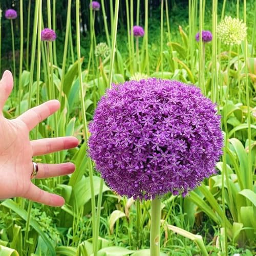 Semi di bulbi ornamentale - Allium giganteum - semi di prodotti sostenibili per aiuole rialzate perenni 100pcs