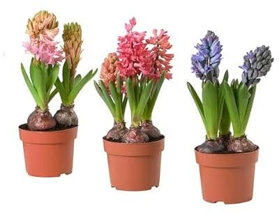 Lote de 3 Bulbos de Jacinto para Sembrar en Jardín Flores de Colores