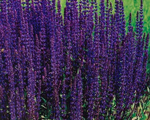 100 Salvia Nemorosa Violet Queen Seeds - Purple Flowers - 100 Seeds