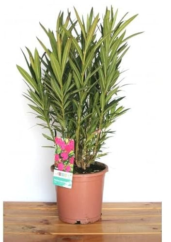 Árbol Natural de Adelfa Rosa Planta Resistente y Fácil de Cuidar