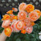 Semi di rosa, Rosa chinensis, semi di varietà antiche Le rose rampicanti comprano i semi, arbusti da fiore resistenti arbusti resistenti semi di copertura del terreno resistenti Le 500pcs