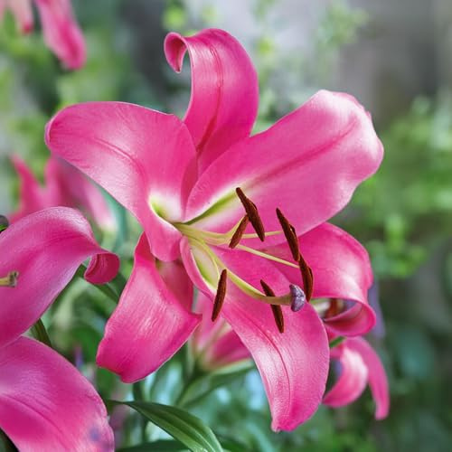 Lilium ORIENTAL-TRUMPET lökar (JÄTTELILJOR) | Lökar från de bästa holländska odlarna | Exklusivt urval och kvalitetskontroll | Blomningsgaranti. (1 lök av Lilium OT 'Robina')
