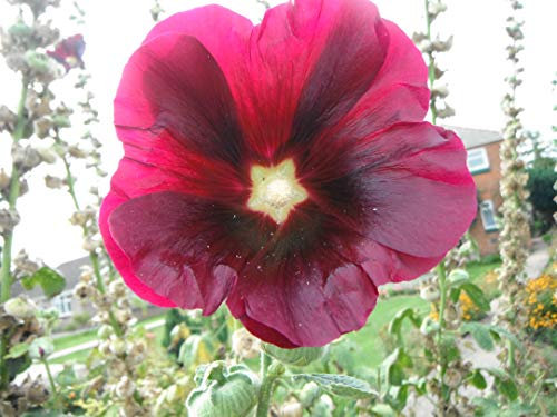 25 x Hollyhock ALCEA Black (Darkest RED) Seeds