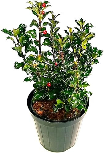 Acebo Natural Árbol de Exterior Perfecto para Decorar el Jardín