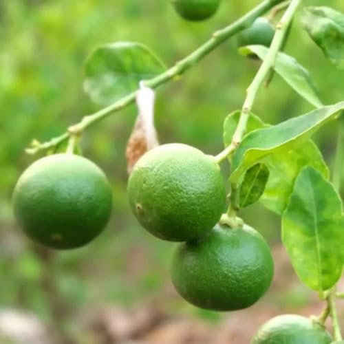 30 graines de citronnier