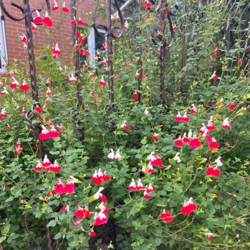 semillas de salvia - orgánicas exterior Decoraciones jardín 420pcs