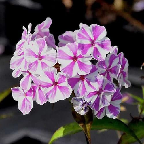 12 unità Phlox Maculata 'Natascha' - Phlox Maculata 'Natascha' Vaso 9x9cm ±1 m² - Phlox con Fiori Macchiati e Colori Vivaci