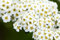 Spiraea arguta 'Sol' C15, Brautspiere, 100-125cm - Winterhart & Blütenreich, Zierstrauch für Garten