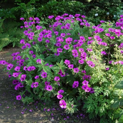 Semillas de geranio, Geranio wilfordii, semillas exóticas semillas de decoración 650pcs