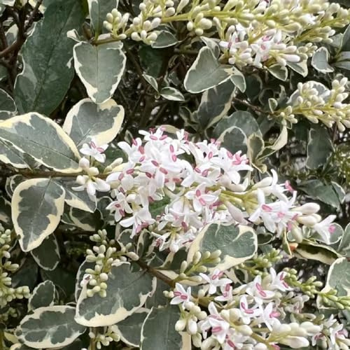 di siepe di ligustro decorazioni da giardino resistenti ligustro mini giardino rialzato da interno resistenti per giardini rocciosi siepe sempreverdi in 400semi