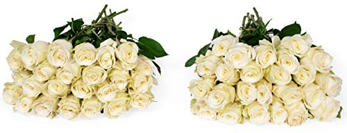 Benchmark Bouquets - 50 Stems of White Roses (Vase Not Included) – Fresh Flowers for Delivery - Gift for Easter, Mother’s Day, Birthday, Anniversary, Sympathy, Get Well, Congratulations