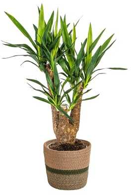 Yucca Elephantipes ramificato con cestino, altezza 60 – 70 cm – Ø 21 cm – Palma da interno facile da pulire con tronco robusto – Pianta elegante e purificante dell'aria per casa e ufficio