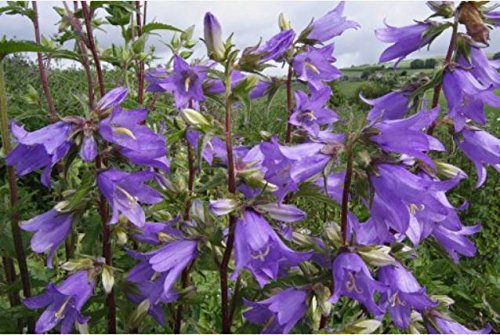 JustSeed - Wild Flower - Nettle-Leaved Bellflower - Campanula trachelium - 2500 Seeds
