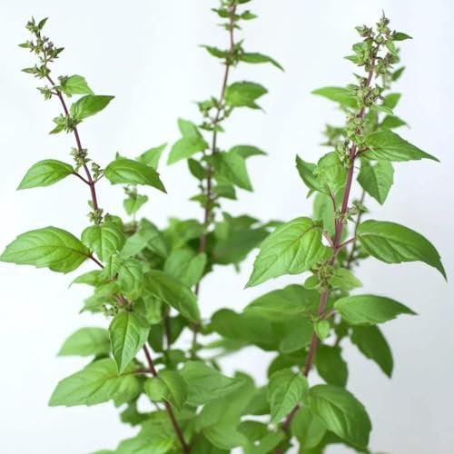 250 Semi di Basilico Sacro Tulsi - SemiSelvaggio Permacultura
