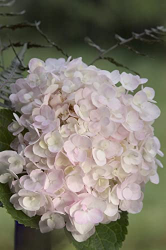 Suttons Hardy Perennial Hydrangea Macrophylla ‘Endless Summer – The Bride’ Deciduous Flowering Shrub, Potted Garden Plants Ideal for Cottage Gardens & Containers (1 x 5 Litre Pot)