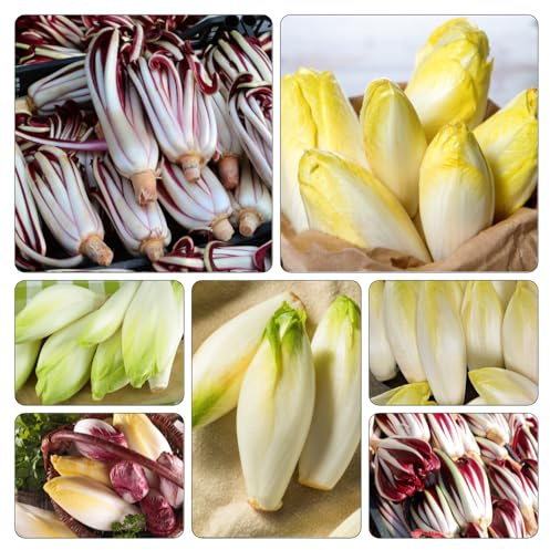 achicoria de Parterres elevados jardín radicchio Semillas de variedades tradicionales techos verdes jardín 300pcs
