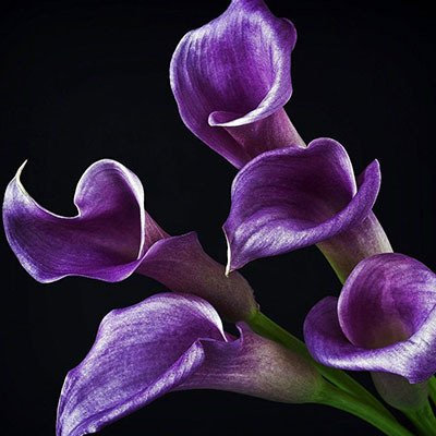 7: Calla Lily Tubers Pot Balcony Plant Calla Can Radiation Absorption Mixed Colours - Pack of 20 (not Calla) : Seeds Only