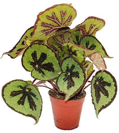 Exotenherz - Begonia de la hoja - Begonia masoniana Mountain - hojas marrones con dibujo- 15cm olla