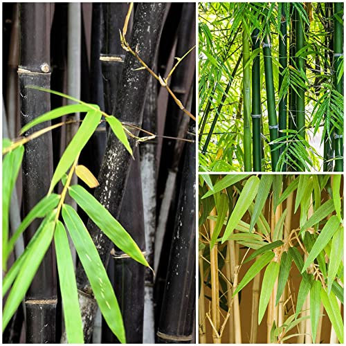 100stück bambus pflanze samen winterhart mix saatgut geschenk geschenke für gartenfreunde bonsai baumsamen gartenpflanzen mehrjährig steingartenpflanzen grünpflanzen zimmerpflanzen