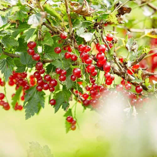 Semillas de grosella espinosa - grosella espinosa - grosella, balcón resistentes interior, 70pcs