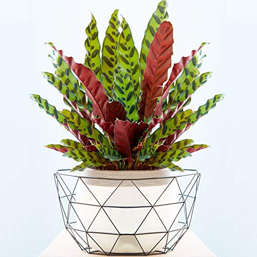 1 x Calathea Insignis 40-50cm Auffällige Zimmerpflanze fürs Zuhause oder das Büro