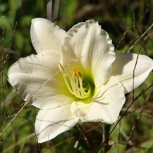 6x Dagelie - Hemerocallis 'Light The Way' - Olla de 9x9 cm - Flor Amarilla
