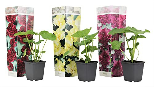 Plant in a Box - Alcea rosea - Roses trémières - Rouge, jaune, violet - Set de 3 - Pot 9cm - Hauteur 25-40cm