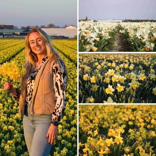Bulbi di narciso Little Beauties Mix - 100 bulbi di fiori - calibro 10/12 - mix bianco, giallo, arancione, fiori piccoli e medi, fioritura primaverile, resistenti all'inverno - direttamente dal