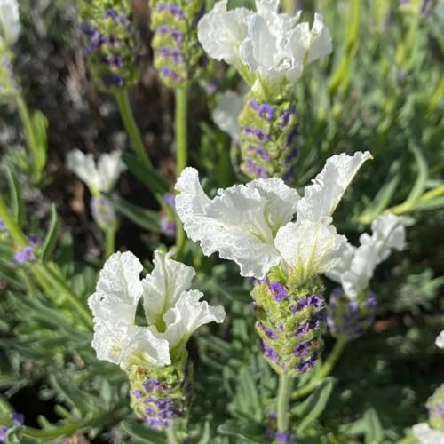 lavendel - lavendelsamen - bodendecker gartenkräuter, bodendecker winterhart lavendel gartendeko 100samen