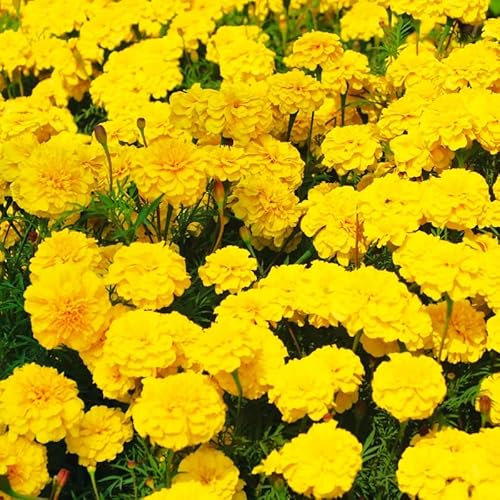 MAELSA® GRAINES EN SACHET POUR POTAGER ET JARDIN - FLEURS - SEMENCES DE FLEURS DIVERS VARIETES AU CHOIX (OEILLET YELLOW)