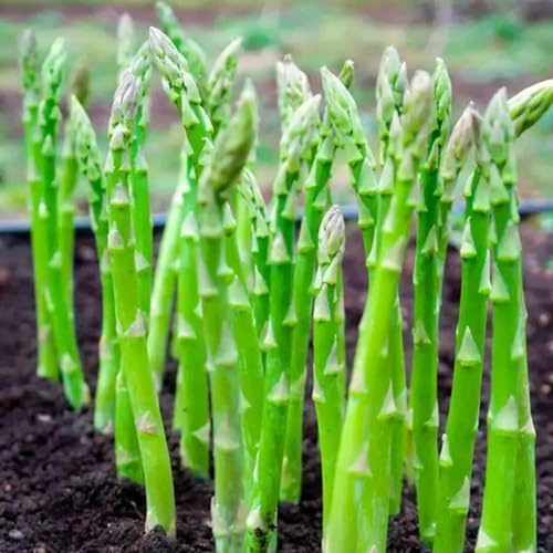 Raíces de Espárrago - sin necesidad de mantenimiento,Ecologización-e-8 BULBOS