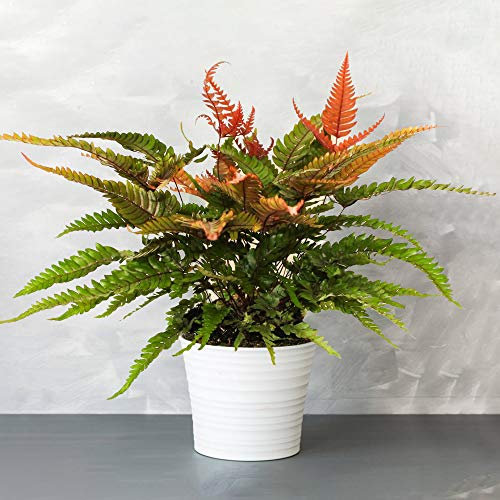 Pteris Tricolor - Fougère d’intérieur | de 25 à 35 cm avec Pot | Plantes d'intérieur