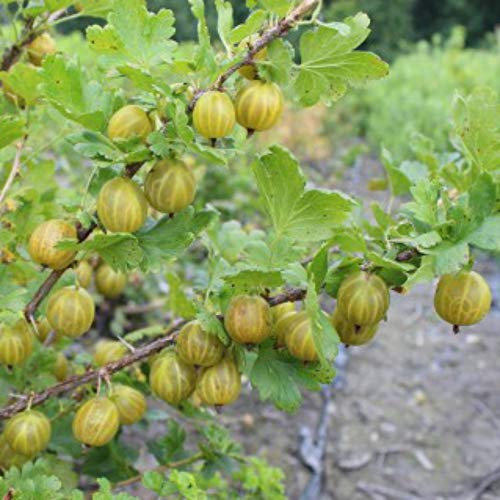 Gooseberry Giggles Gold 9cm Hardy Perennial Potted Garden Plants 2X by Thompson and Morgan (2)