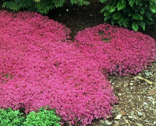 Buy4seeds 5Pcs Pink Color Creeping Thyme - Garden Plant Herb - Viable Seeds Easy to Grow Garden