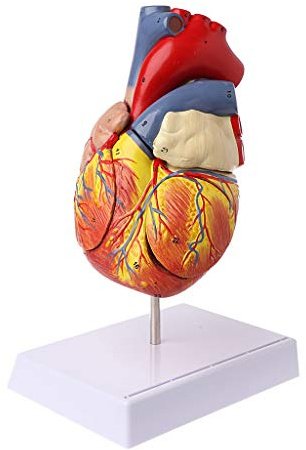 Disassembled Anatomical Human Heart Model Anatomy Medical Viscera Organs Medical Measuring Cup