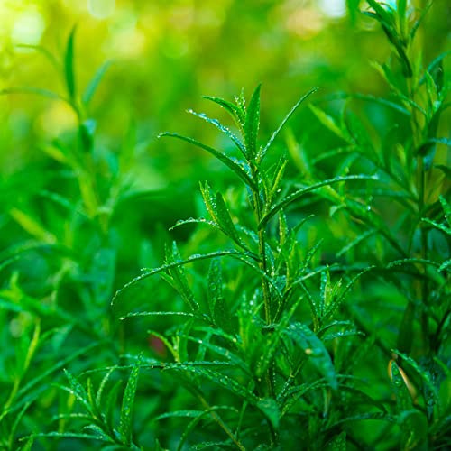 semillas de estragón de balcón semillas silvestres extraño productos sostenibles cultivo jardín resistentes verdes orgánicas 200pcs