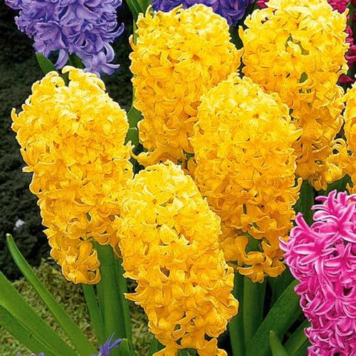 Giacinto bulbi,piante erbacee perenni, bulbi da fiore resistenti al freddo e alla siccità,giacinto d acqua pianta(senza semi, non artificiale e resistente al freddo)-8bulbi